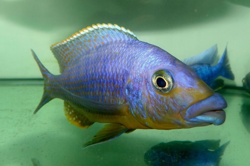 Protomelas sp. 'mbenji thick-lip' Mbenji Island